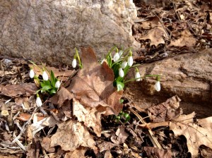March Snowdrops